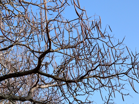 {Catalpa speciosa}